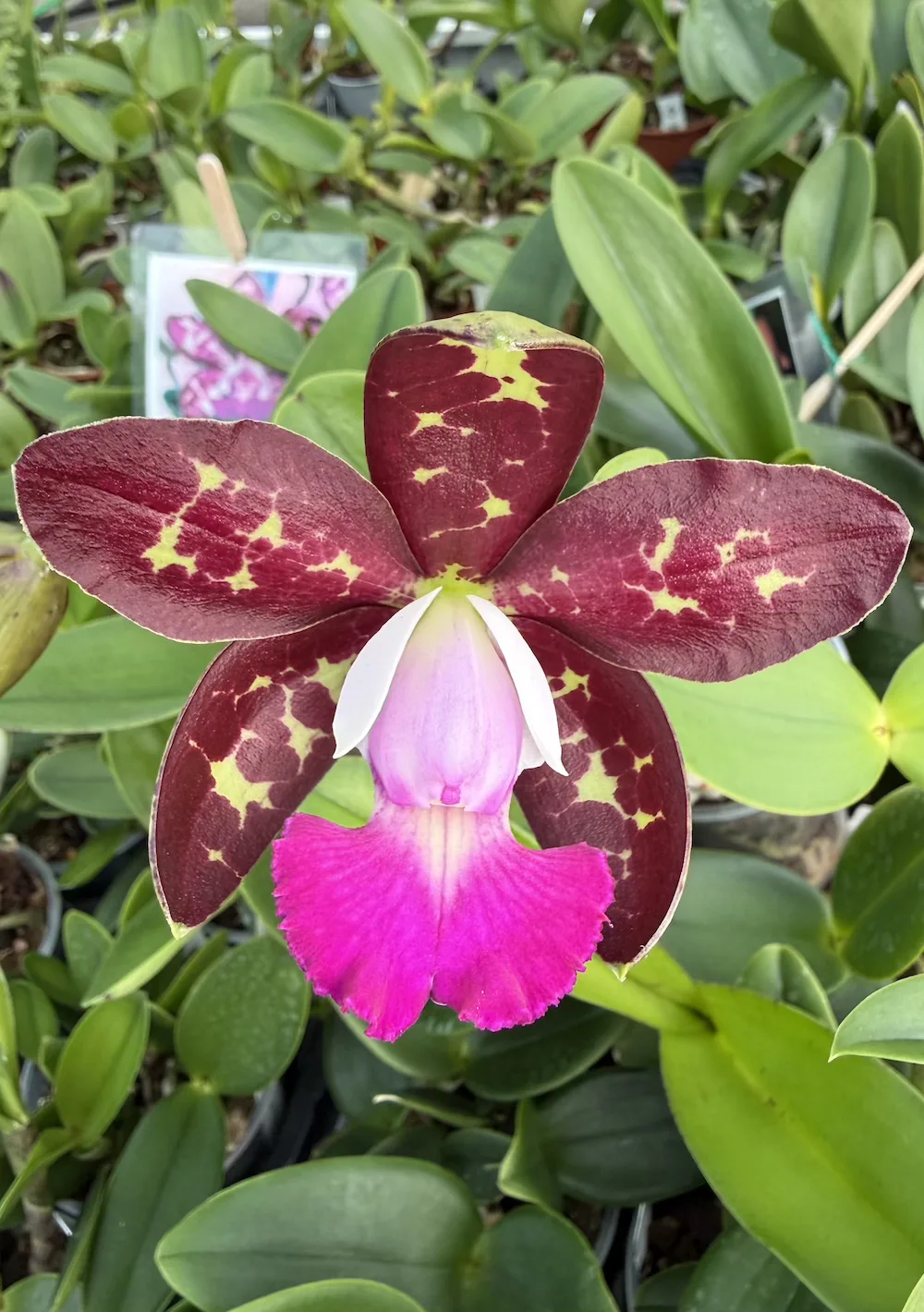 IMG_6398 Cattleya - Royal Cognac - Image 1