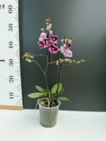 Phalaenopsis - Younghome Chocolate - Image 2