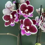 Phalaenopsis - Younghome Chocolate