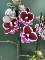 Phalaenopsis - Younghome Chocolate