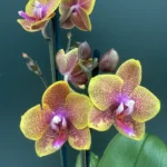 Phalaenopsis - Sogo Lawrence