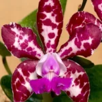 Cattleya - Royal Cognac