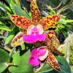 Cattlianthe - Ratsima Spot