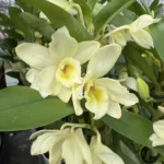 Dendrobium Nobile Star Class Yellow