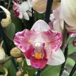 Phalaenopsis Little Gem Stripes - peloric