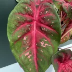 Caladium - Fast Flash