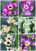 ΠΡΟΣΦΟΡΑ 3 Dendrobium Μix Color