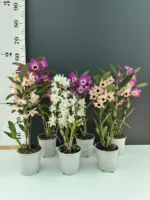 ΠΡΟΣΦΟΡΑ 3 Dendrobium Μix Color - Image 2