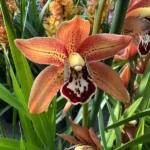 Cymbidium 'Sunset Flame'