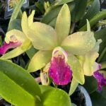 Cattleya - Crystelle Smith x Little Toshie