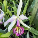 Cattleya - Taiwan Big Lip