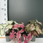 Caladium - Mix