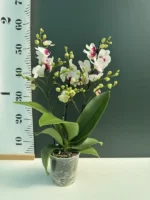 Phalaenopsis Orchid - Safe Haven - Image 2