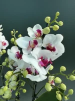 Phalaenopsis Orchid - Safe Haven