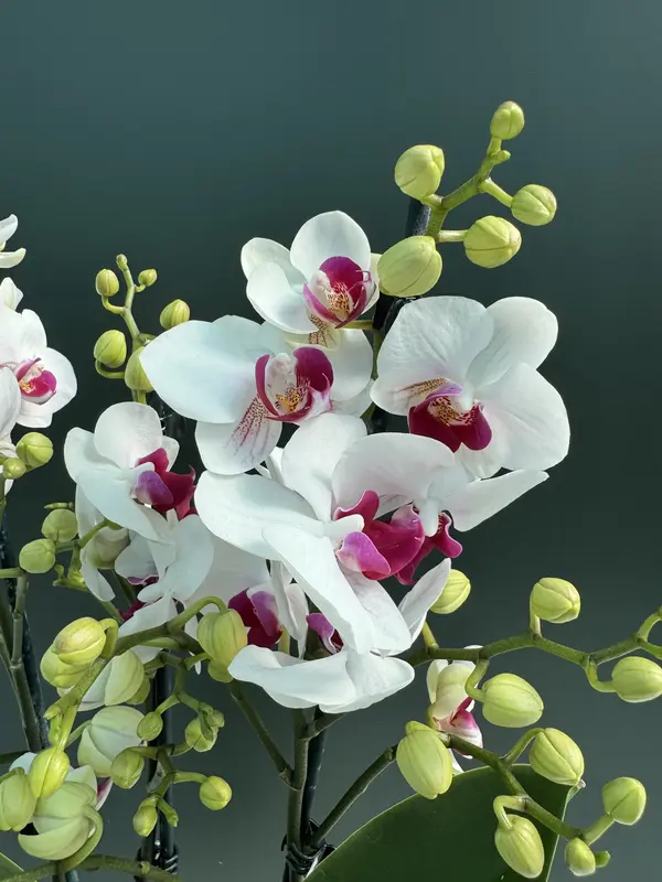 IMG_3142 Phalaenopsis Orchid - Safe Haven - Image 1