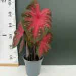Caladium - Fast Flash