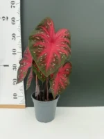 Caladium - Fast Flash