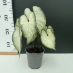 Caladium - white