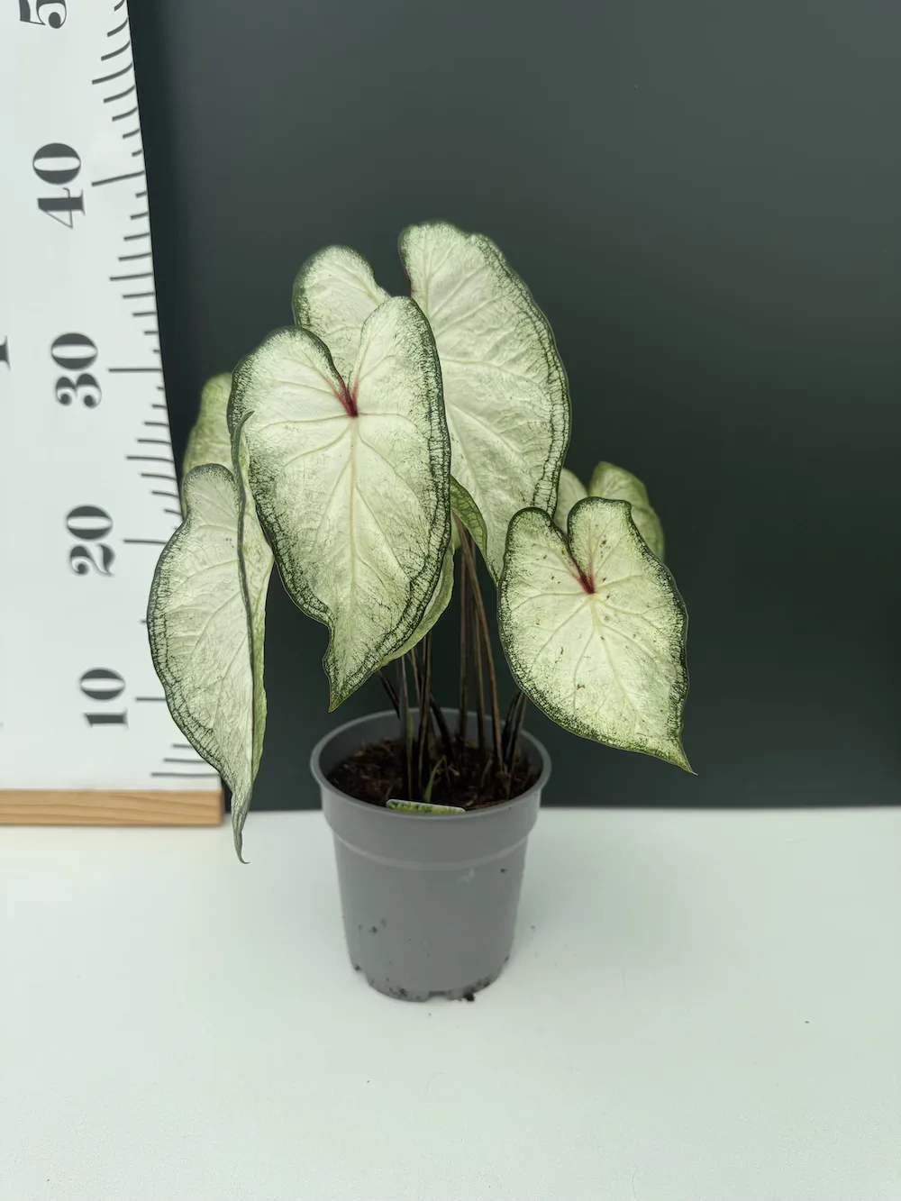 IMG_6440 Caladium - white - Image 1