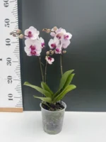 Phalaenopsis Orchid - Safe Haven - Image 2