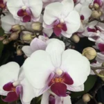 Phalaenopsis Orchid - Safe Haven