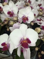 Phalaenopsis Orchid - Safe Haven