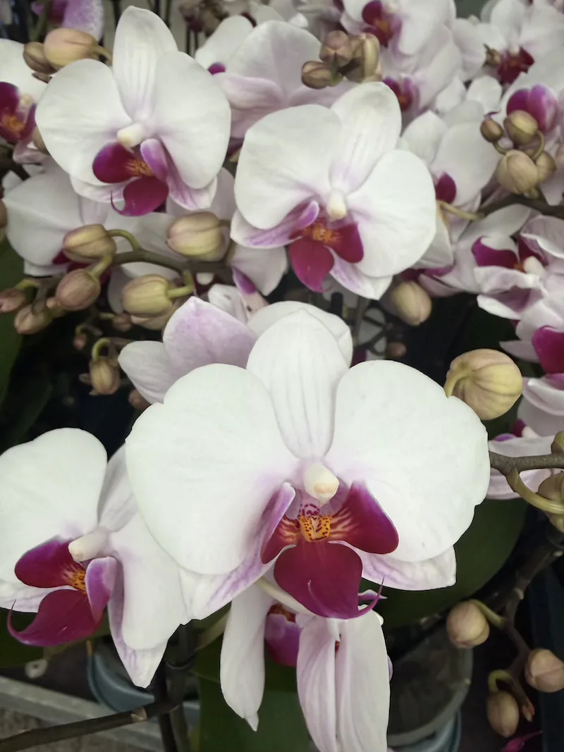 IMG_7844 Phalaenopsis Orchid - Safe Haven - Image 1