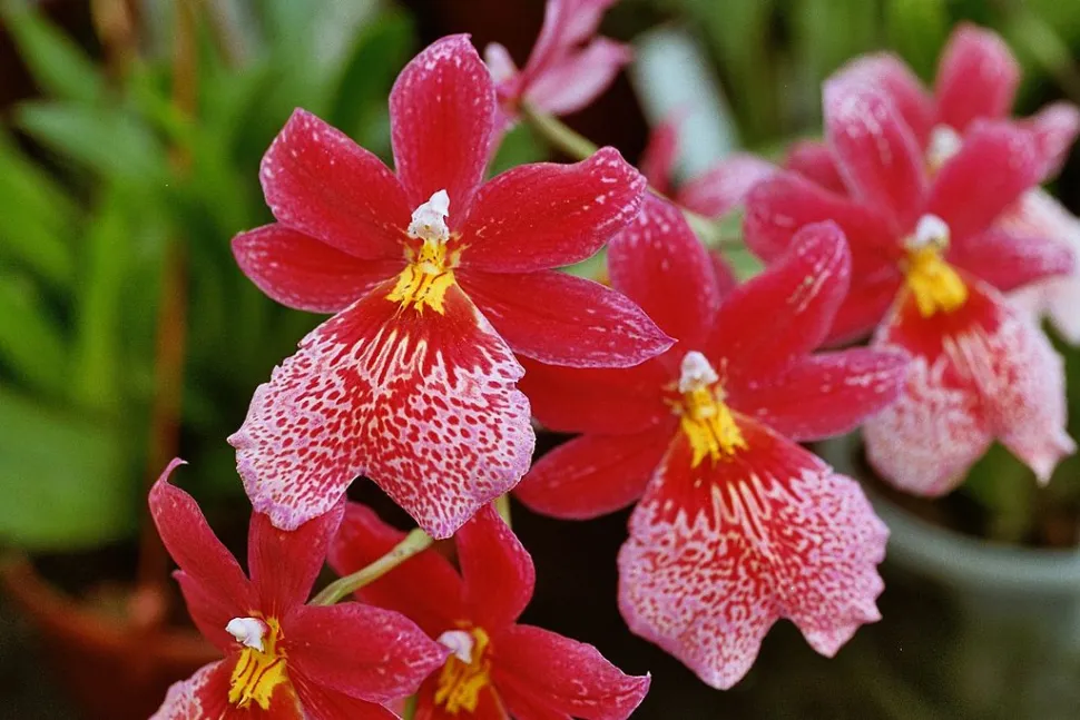 orchid cambria nelly isler red and white • Ελληνικές Ορχιδέες • Μοναδικές ορχιδέες με στυλ και αρώματα!