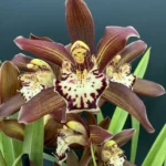 Cymbidium - 'Cookie'