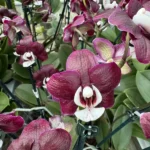 Phalaenopsis - Kaonda Twinkle  'Chocolate Drops'