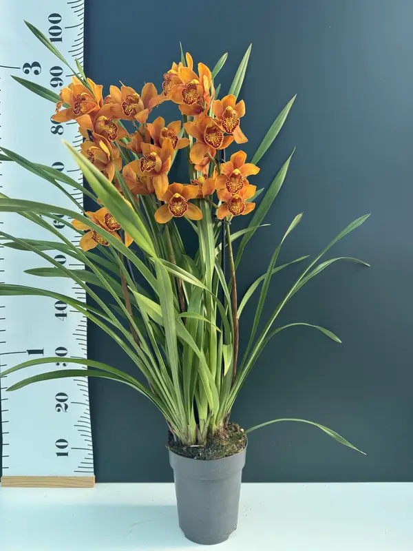 IMG_3083 IMG 3083 • Ελληνικές Ορχιδέες • Μοναδικές ορχιδέες με στυλ και αρώματα!