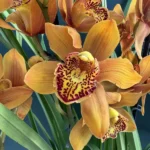 Cymbidium - Orange