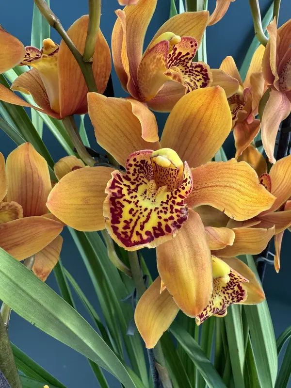 IMG_3084 IMG 3084 • Ελληνικές Ορχιδέες • Μοναδικές ορχιδέες με στυλ και αρώματα!