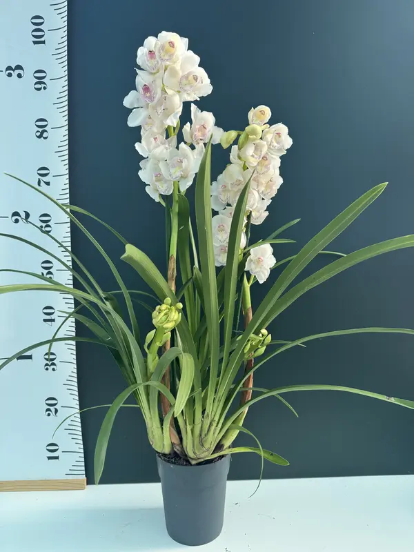 IMG_3087 IMG 3087 • Ελληνικές Ορχιδέες • Μοναδικές ορχιδέες με στυλ και αρώματα!