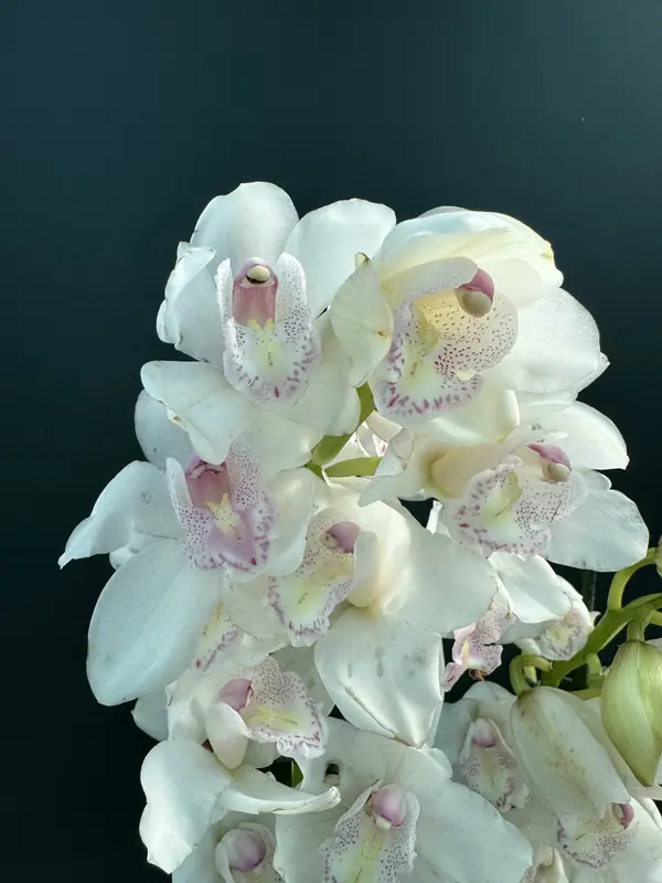 IMG_3088 IMG 3088 • Ελληνικές Ορχιδέες • Μοναδικές ορχιδέες με στυλ και αρώματα!