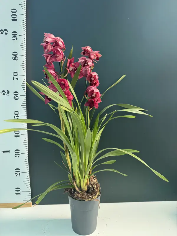 IMG_3091 IMG 3091 • Ελληνικές Ορχιδέες • Μοναδικές ορχιδέες με στυλ και αρώματα!