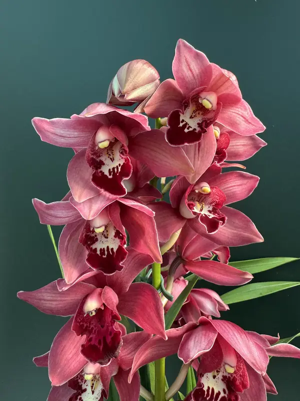 IMG_3092 IMG 3092 • Ελληνικές Ορχιδέες • Μοναδικές ορχιδέες με στυλ και αρώματα!