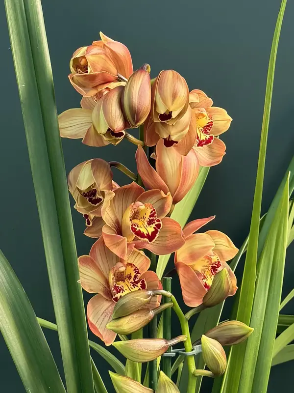 IMG_3134 IMG 3134 • Ελληνικές Ορχιδέες • Μοναδικές ορχιδέες με στυλ και αρώματα!