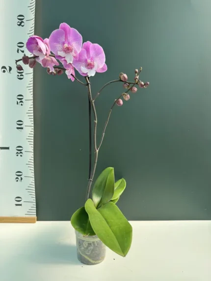 IMG 3135 • Ελληνικές Ορχιδέες • Μοναδικές ορχιδέες με στυλ και αρώματα!