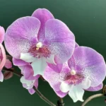 Phalaenopsis - Lianher Mermaid