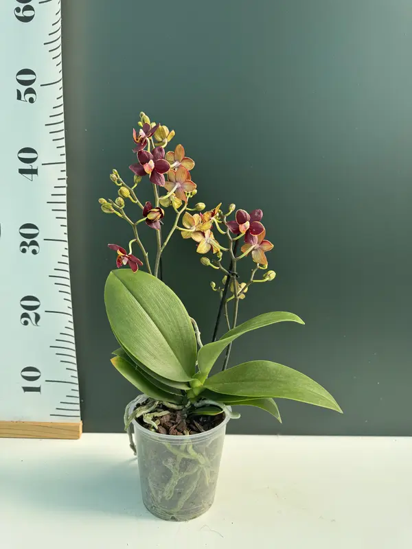 IMG_3137 IMG 3137 • Ελληνικές Ορχιδέες • Μοναδικές ορχιδέες με στυλ και αρώματα!