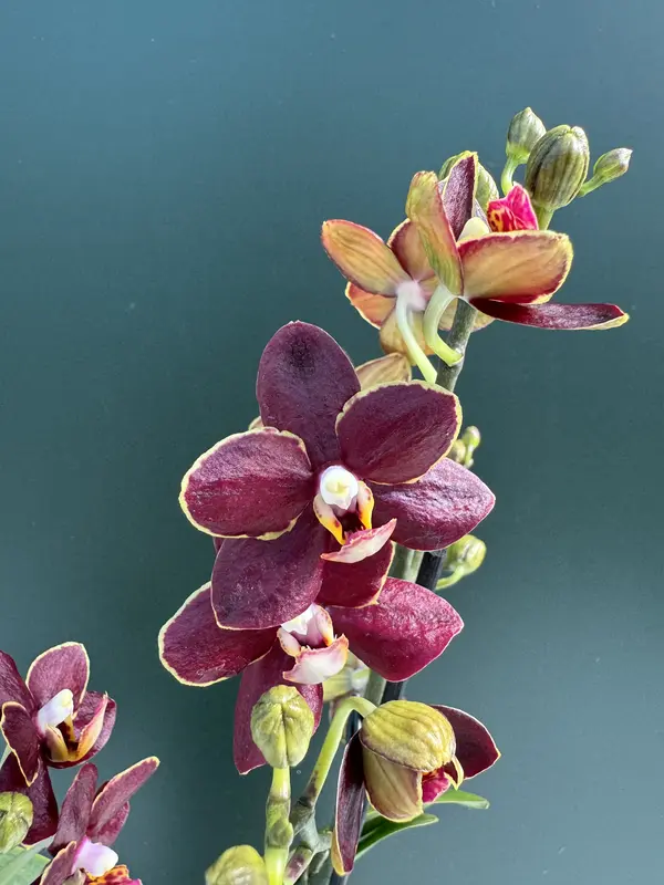 IMG_3140 IMG 3140 • Ελληνικές Ορχιδέες • Μοναδικές ορχιδέες με στυλ και αρώματα!