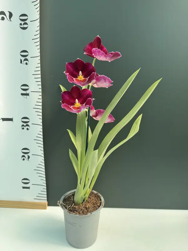 IMG_3147 IMG 3147 • Ελληνικές Ορχιδέες • Μοναδικές ορχιδέες με στυλ και αρώματα!