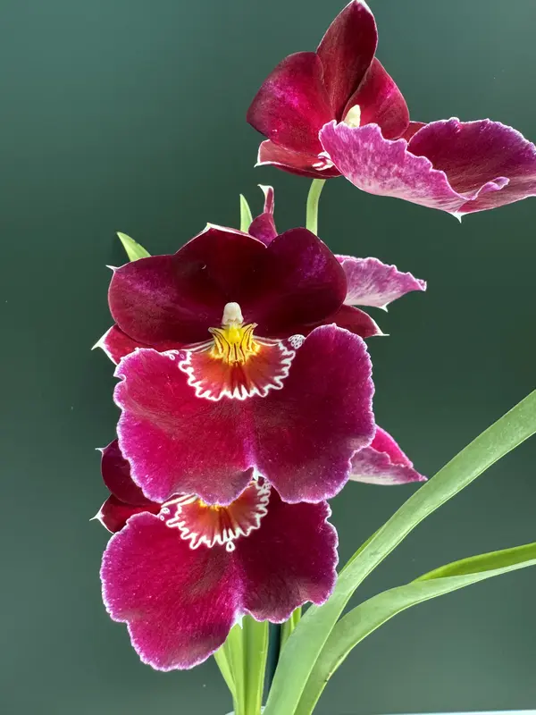 IMG_3148 IMG 3148 • Ελληνικές Ορχιδέες • Μοναδικές ορχιδέες με στυλ και αρώματα!