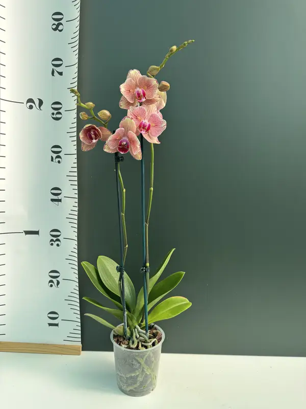 IMG_3152 IMG 3152 • Ελληνικές Ορχιδέες • Μοναδικές ορχιδέες με στυλ και αρώματα!