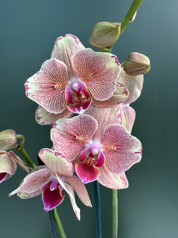 IMG_3153 IMG 3153 • Ελληνικές Ορχιδέες • Μοναδικές ορχιδέες με στυλ και αρώματα!