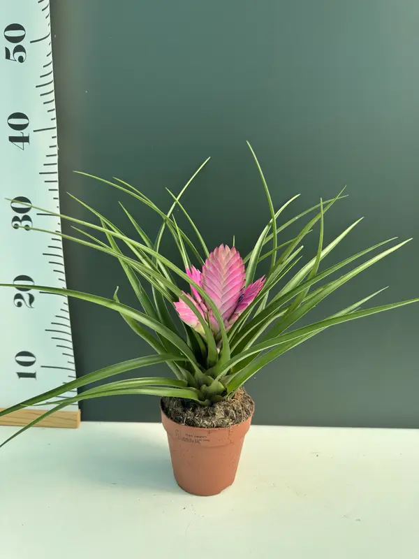 IMG_3154 IMG 3154 • Ελληνικές Ορχιδέες • Μοναδικές ορχιδέες με στυλ και αρώματα!