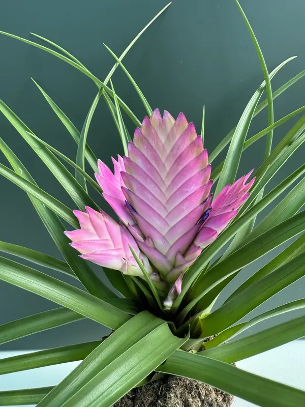 IMG_3155 IMG 3155 • Ελληνικές Ορχιδέες • Μοναδικές ορχιδέες με στυλ και αρώματα!