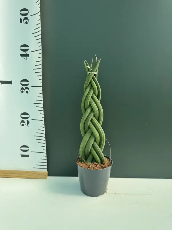 IMG_3156 IMG 3156 • Ελληνικές Ορχιδέες • Μοναδικές ορχιδέες με στυλ και αρώματα!