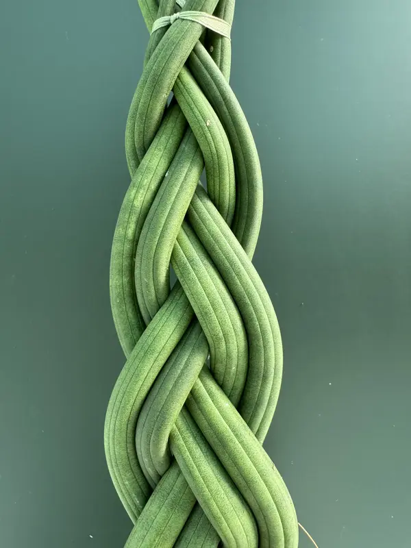 IMG_3157 IMG 3157 • Ελληνικές Ορχιδέες • Μοναδικές ορχιδέες με στυλ και αρώματα!